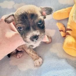 Jasper - Fawn brindled black male Chihuahua puppy in Canton, Ohio from Elysium Fields Chihuahuas