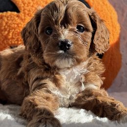 Aussiedoodle and Cavapoo Puppies from Pawsome Aussie Doodles and Oodles