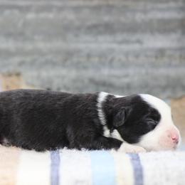 Nashville - Black & white male Miniature Australian Shepherd puppy in Peoria, Oklahoma from Rocky Hill Aussies