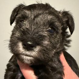 Boy 4 - Salt and pepper male Miniature Schnauzer puppy in Avondale, Arizona from Campos Schnauzers