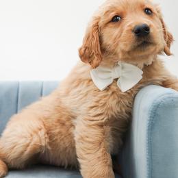 Caramel - Golden female Golden Retriever puppy in Elmwood Park, Illinois from Goldens&MiniAussiesWithFinesse