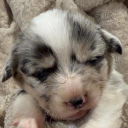 GxE26 MedF Ella - Blue merle and white female American Corgi puppy in Heyworth, Illinois from Schumaker Corgis