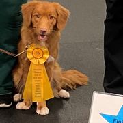 Nova Scotia Duck Tolling Retriever All Grown Up from Neff Tollers
