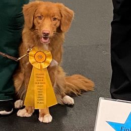 Nova Scotia Duck Tolling Retriever All Grown Up from Neff Tollers