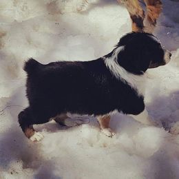 Australian Shepherd Puppies from Diamond Aussies N the Rough