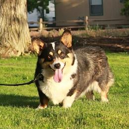Rio - Black and tan female Pembroke Welsh Corgi puppy in Hotchkiss, Colorado from Bell S Ranch