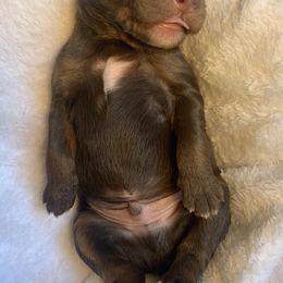 Goldendoodle Puppies from FamilyLoved Doodles