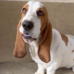 Basset Hounds from Montoya