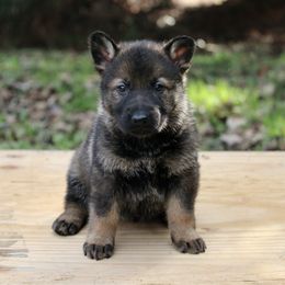 Sable Male-2 - Sable male German Shepherd puppy in Cumming, Georgia from Cainedelup