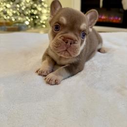 French Bulldog Puppies from Frenchie Envy Puppies