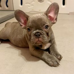 French Bulldogs from Ashley's Frenchies