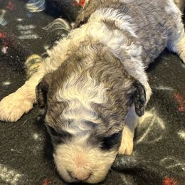 Boy 2 - Parti male Poodle puppy in Yale, Michigan from Winter wonderland doodles