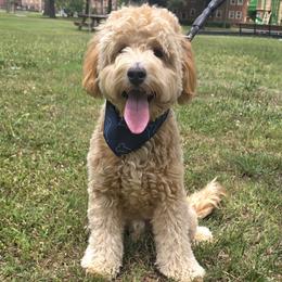 Rowan ( Milo) - Apricot male Goldendoodle puppy in Richmond, Virginia from Highland Grove Doodles, LLC