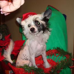 Chinese Crested Puppies from Wyldkhair Chinese Crested