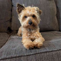 Honey - Yorkshire Terrier