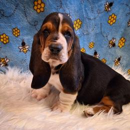 Dash - Black brown and white male Basset Hound puppy in Mack's Creek, Missouri from Mack's Creek Basset Hounds