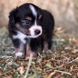 Diesel ASDR - Black tri male Toy Australian Shepherd puppy in Polk City, Florida from Skaky Shepherds