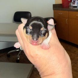 Girl A - White black and tan female Toy Fox Terrier puppy in Clermont, Florida from Debbie Hiles's Toy Fox Terriers