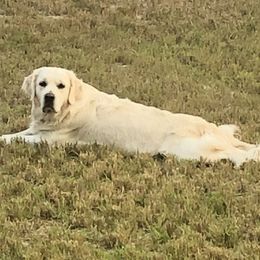 CC - Golden Retriever