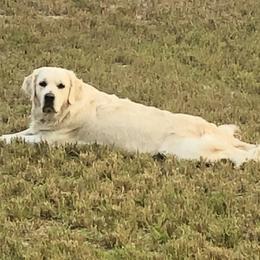 CC - Golden Retriever