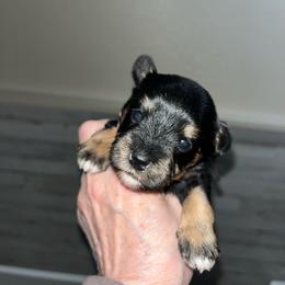 Yogi - Black male Miniature Schnauzer puppy in Port Orchard, Washington from Silver Bells Miniature Schnauzers