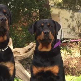 Rottweilers from Cascade Rottweilers of the Pacific Northwest