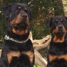 Rottweilers from Cascade Rottweilers of the Pacific Northwest