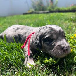 Gravy - male Australian Mountain Doodle puppy in Sherrills Ford, North Carolina from Magnolia Grove Farms