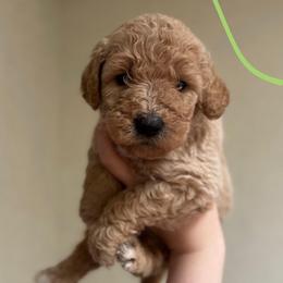 Girl 9 (neon green) - Cream female Goldendoodle puppy in San Diego, California from Southside Doodles
