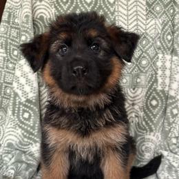 Nehi - Glitch - Black and red female German Shepherd puppy in Coplay, Pennsylvania from By My Side Germans Shepherds & Dobermans