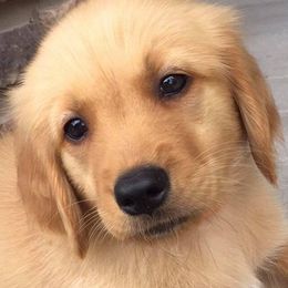 Golden Retrievers from South Hill Golden Retrievers