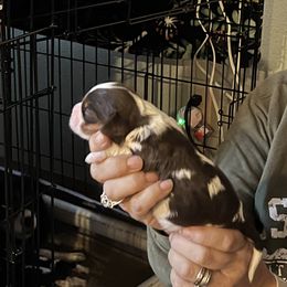 Cavalier King Charles Spaniel Puppies from Foster Cavaliers