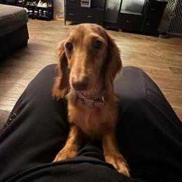 Honey - Dachshund