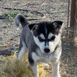 Siberian Husky Puppies from Utah Atwood Huskies