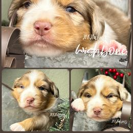 (5) Wishbone - Red merle female Miniature Australian Shepherd puppy in Huntington, Texas from JKKJ Farms