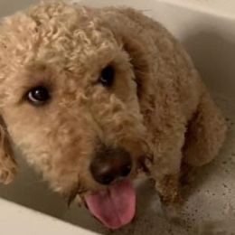 Goldendoodles from Brittany's Goldendoodles