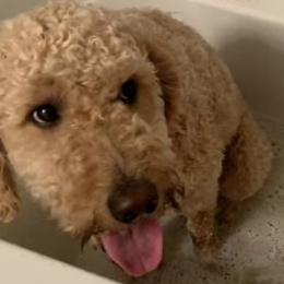 Goldendoodles from Brittany's Goldendoodles