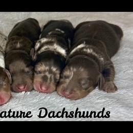 Dachshund puppies from Marissa's Dachshunds (BooneDox Mini Dachshunds)