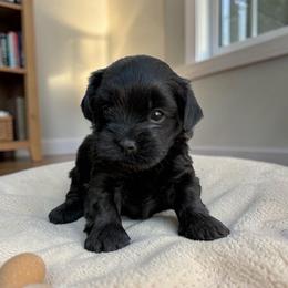Midnight - Black male Havapoo puppy in Lancaster, South Carolina from 3 Bs Havanese-PUPPIES with  PURPOSE