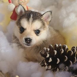 Pomsky Puppies from ArchAngel Pomskies
