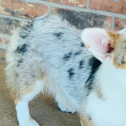 American Corgis, Australian Shepherds, and Pembroke Welsh Corgis from Chisholm Trail Kennels