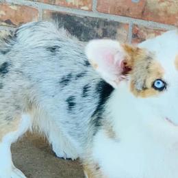 American Corgis, Australian Shepherds, and Pembroke Welsh Corgis from Chisholm Trail Kennels
