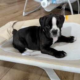Boxer Puppies from Shanna's Boxers