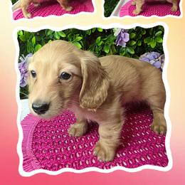 Honey - Cream female Dachshund puppy in Townsend, Georgia from Salt Creek Dachshunds