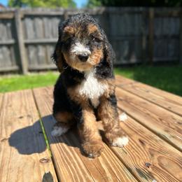 Aspen (Orange Collar) - Tri-color female Bernedoodle puppy in Palmetto Bay, Florida from SOMIDOODLES