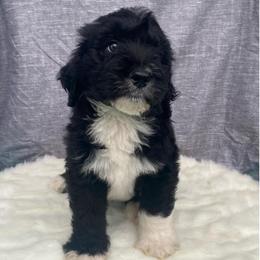 Sterling - Black and white male Bernedoodle puppy in Battle Creek, Michigan from T-Rose’s Bernedoodle & Pomsky Puppies