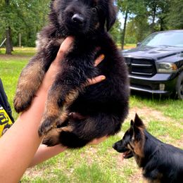 German Shepherd Puppies from Bell’s Shepherd Acres