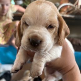 Orange Female - Lemon and white female Basset Hound puppy in Seminole, Texas from Savage Sisters Basset Hounds