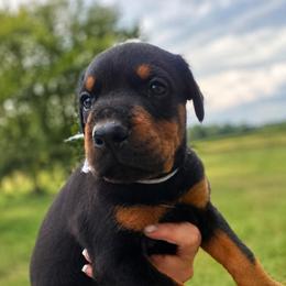 White girl - Black and rust female Doberman Pinscher puppy in Peru, Indiana from De luxe dobermans