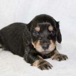 Raven - Black and cream female Dachshund puppy in Powderly, Texas from Kuttin’ Up Mini Aussies